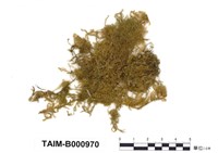 藏品(絲帶苔)的圖片